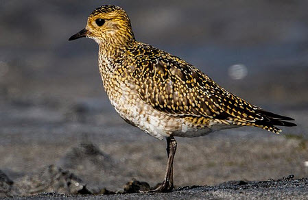 Goldregenpfeifer im Flug