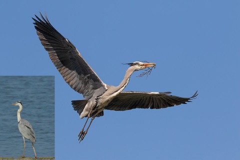 Graureiher im Flug