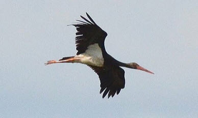 Schwarzstorch im Flug