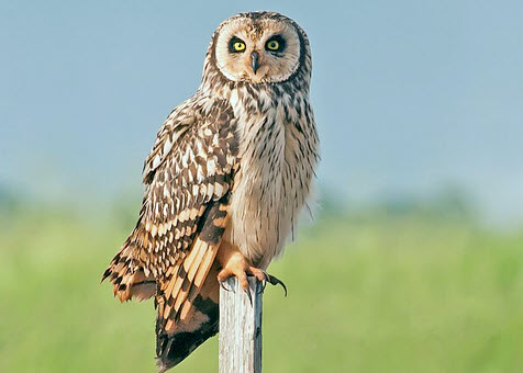 Sumpfohreule im Flug