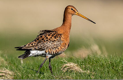 Uferschnepfe im Flug