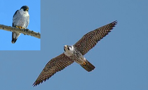 Wanderfalke im Flug