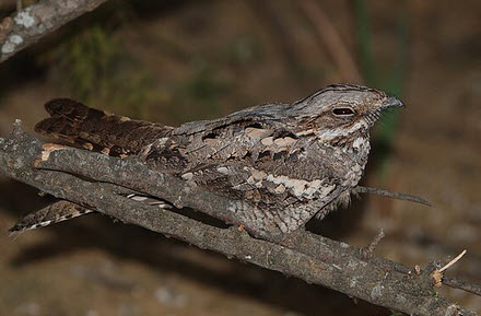 Ziegenmelker im Flug